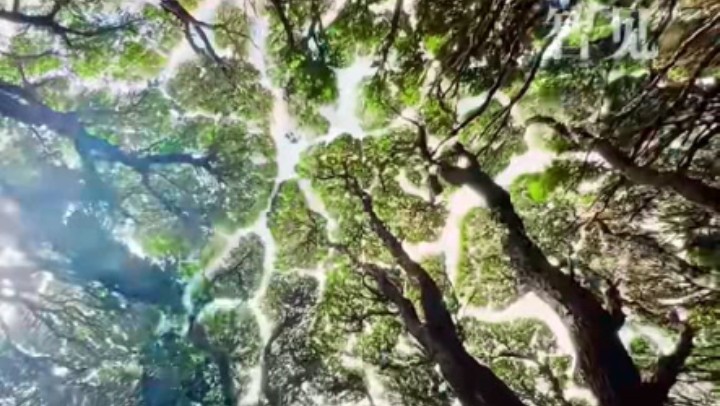 樹(shù)木為何會(huì)相互“禮讓”？