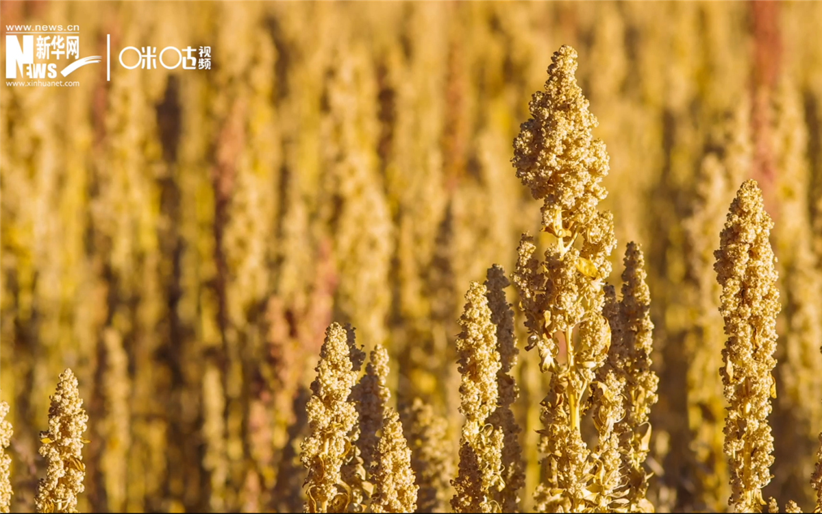 藜麥有極強(qiáng)的環(huán)境適應(yīng)能力和低成本、高回報(bào)的種植模式