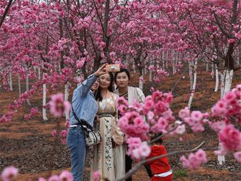 櫻花漫山，一份14年的等待