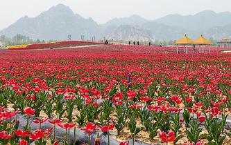 河南駐馬店：郁金香花開(kāi)引客來(lái)